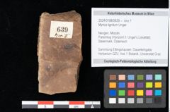 Foto (Objekt + Etikett) von Myrica lignitum Unger (NHMW-GEO-2024-0188-0639)